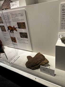 DinoScience 恐竜科学博 ～ララミディア大陸の恐竜物語～ 2024@OSAKAに投稿された画像（2024/8/20）