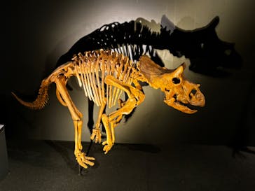 DinoScience 恐竜科学博 ～ララミディア大陸の恐竜物語～ 2024@OSAKAに投稿された画像（2024/8/20）