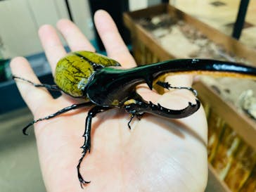 JOYPOLIS 特別イベントスペースに投稿された画像（2024/8/20）