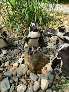 那須どうぶつ王国に投稿された画像（2024/8/20）