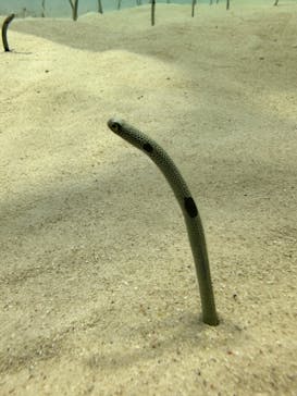 アクアワールド茨城県大洗水族館に投稿された画像（2024/8/20）