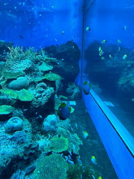 アクアワールド茨城県大洗水族館に投稿された画像（2024/8/20）