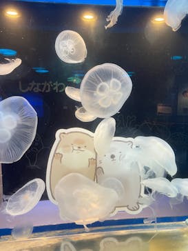 しながわ水族館に投稿された画像（2024/8/20）
