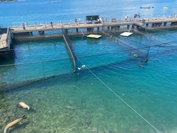 伊豆・三津シーパラダイスに投稿された画像（2024/8/20）