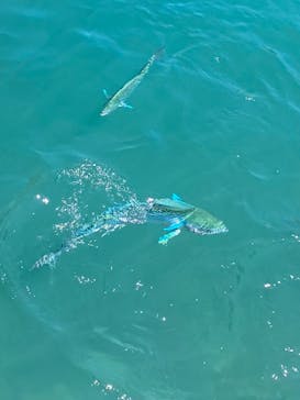 伊豆・三津シーパラダイスに投稿された画像（2024/8/20）