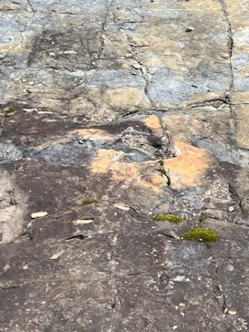 福井県立恐竜博物館に投稿された画像（2024/8/20）