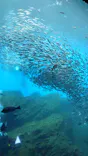 仙台うみの杜水族館に投稿された画像（2024/8/20）