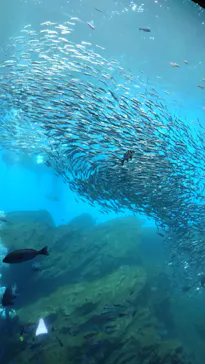 仙台うみの杜水族館に投稿された画像（2024/8/20）