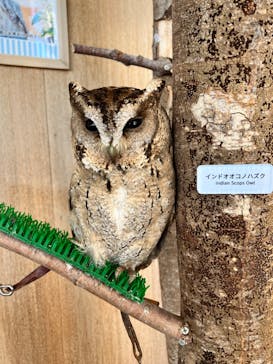 Moff animal cafe 小田原ダイナシティ店に投稿された画像（2024/8/20）