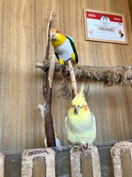 Moff animal cafe 小田原ダイナシティ店に投稿された画像（2024/8/20）