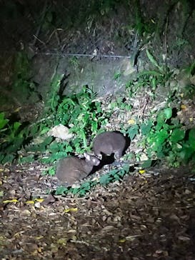 奄美バギー＆ナイトウォッチングガイドサービスに投稿された画像（2024/8/20）