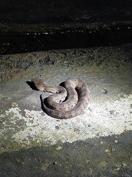 奄美バギー＆ナイトウォッチングガイドサービスに投稿された画像（2024/8/20）