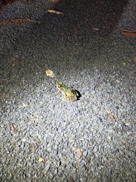 奄美バギー＆ナイトウォッチングガイドサービスに投稿された画像（2024/8/20）