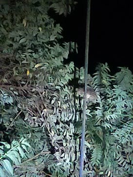 奄美バギー＆ナイトウォッチングガイドサービスに投稿された画像（2024/8/20）