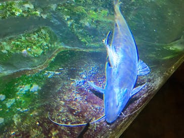 カワスイ 川崎⽔族館に投稿された画像（2024/8/20）