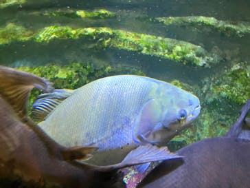 カワスイ 川崎⽔族館に投稿された画像（2024/8/20）