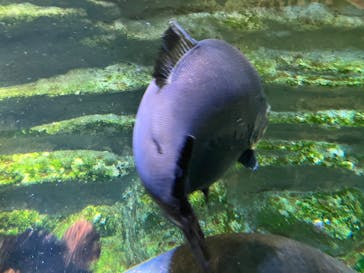 カワスイ 川崎⽔族館に投稿された画像（2024/8/20）