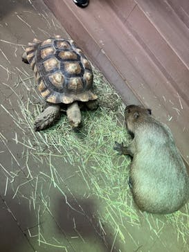 カワスイ 川崎⽔族館に投稿された画像（2024/8/20）