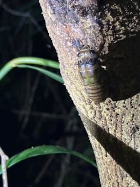 西表島 ADVENTURE PiPi（アドベンチャーピピ）に投稿された画像（2024/8/20）