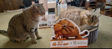 猫カフェモカ　池袋東口店に投稿された画像（2024/8/20）