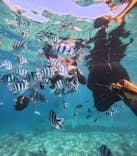 沖縄マリンサービス碧に投稿された画像（2024/8/20）