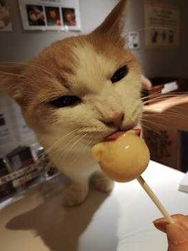 猫カフェモカ　新宿店に投稿された画像（2024/8/20）