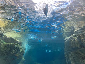 京都水族館に投稿された画像（2024/8/19）