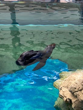 京都水族館に投稿された画像（2024/8/19）