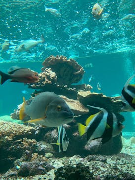 串本海中公園水族館に投稿された画像（2024/8/20）