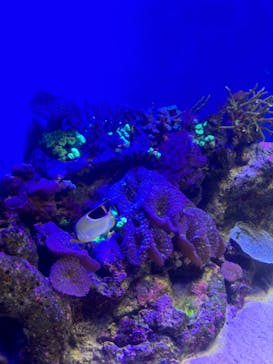 新江ノ島水族館に投稿された画像（2024/8/20）