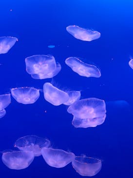 新江ノ島水族館に投稿された画像（2024/8/20）