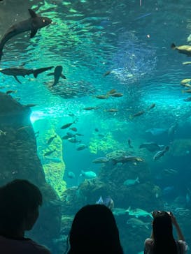 新江ノ島水族館に投稿された画像（2024/8/20）
