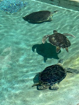 新江ノ島水族館に投稿された画像（2024/8/20）