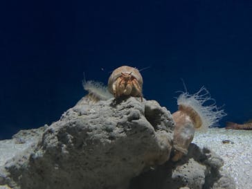 沖縄美ら海水族館に投稿された画像（2024/8/20）