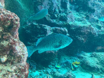 沖縄美ら海水族館に投稿された画像（2024/8/20）