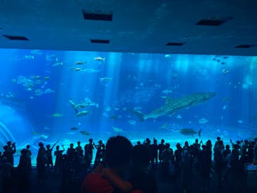 沖縄美ら海水族館に投稿された画像（2024/8/20）