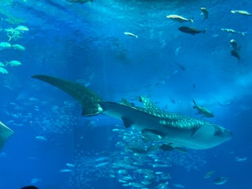 沖縄美ら海水族館に投稿された画像（2024/8/20）