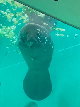 沖縄美ら海水族館に投稿された画像（2024/8/20）