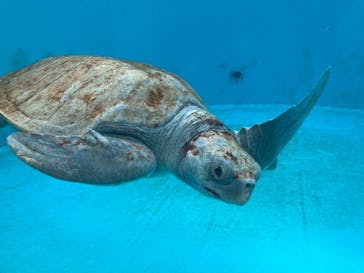 沖縄美ら海水族館に投稿された画像（2024/8/20）