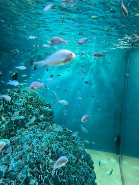 サンシャイン水族館に投稿された画像（2024/8/20）