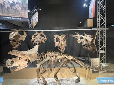 福井県立恐竜博物館に投稿された画像（2024/8/20）
