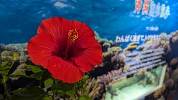 サケのふるさと 千歳水族館に投稿された画像（2024/8/20）