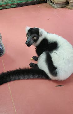 那須ワールドモンキーパークに投稿された画像（2024/8/20）