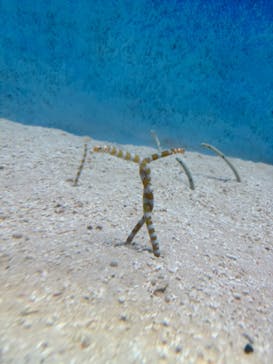 大分マリーンパレス水族館 「うみたまご」に投稿された画像（2024/8/20）