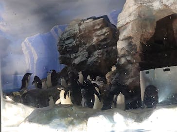 名古屋港水族館に投稿された画像（2024/8/20）