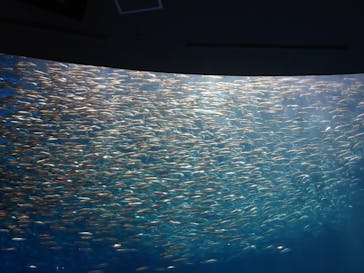 名古屋港水族館に投稿された画像（2024/8/20）