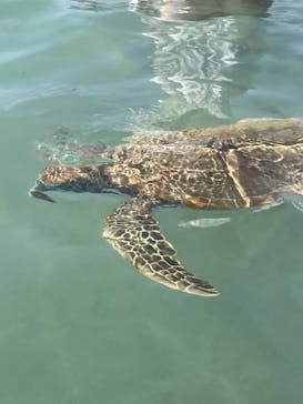 nico 宮古島に投稿された画像（2024/8/20）