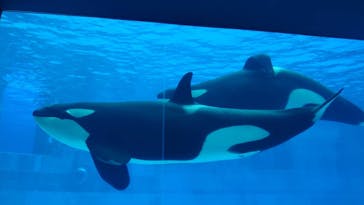 名古屋港水族館に投稿された画像（2024/8/20）