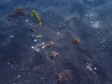 オーシャンブルヴァードに投稿された画像（2024/8/20）