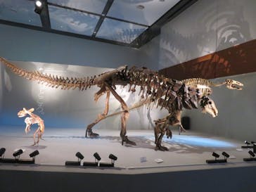 DinoScience 恐竜科学博 ～ララミディア大陸の恐竜物語～ 2024@OSAKAに投稿された画像（2024/8/20）